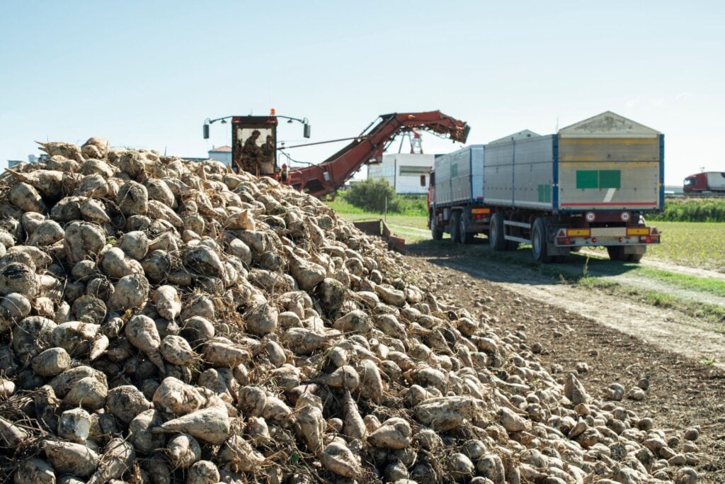 Sugar beet harvest loading truck on farm